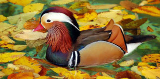 Patka mandarinka (Aix galericulata) Mandarin duck patka mandarinka