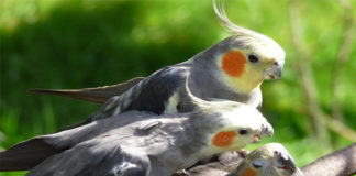 Nimfa papagaj (Nymphicus hollandicus) Cockatiel nimfa papagaj