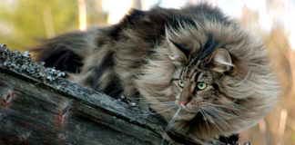 Norveška šumska mačka (Norwegian Forest Cat) (NFO) Tiha ljepotica norveška šumska mačka
