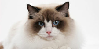 Ragdol (RAG) (Ragdoll) – Krpena Lutka ragdol mačka