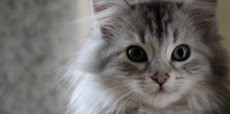 Sibirska mačka (SIB) Siberian cat sibirska mačka, kućni ljubimci