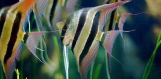 Skalar (Pterophyllum scalare) Angelfish skalar
