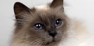 Sveta Birma (SBI) Birman cat sveta birma mačka