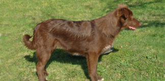 Atlaski planinski pas (Chien de Montagne de l’Atlas – Aidi) Atlas Mountain Dog – Aidi atlaski planinski pas, atlaski ovčar