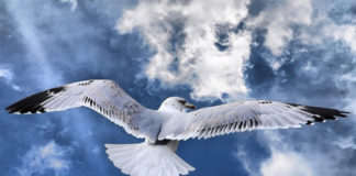 Galeb (Laridae) – Srebrnasti galeb (Larus argentatus) galeb, srebrni galeb
