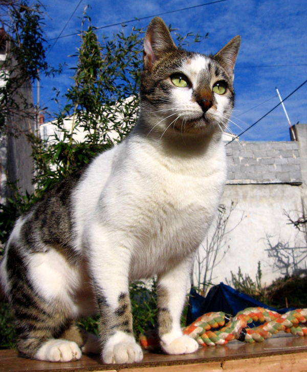 mačke, lucy