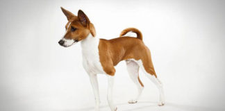 Basenji (Ango Angari) Basenji Dog basenji, basenji dog, ango angari