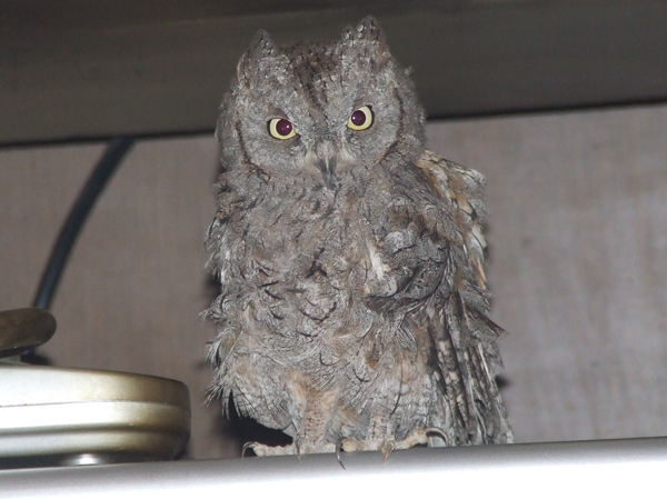 ficho - kućni ljubimac - otus scops - ćuk