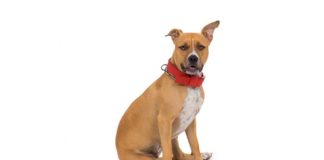 Američki stafordski terijer – American Staffordshire Terrier Američki stafordski terijer