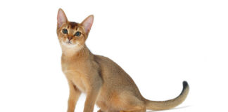 Abesinska mačka (ABY) Abyssinian Cat abesinska mačka