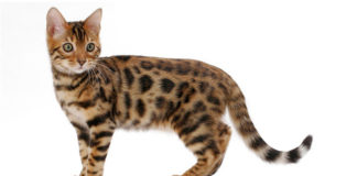 Bengalska Mačka (BEN) Bengal Cat bengalska mačka