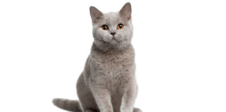 Britanska Mačka (BRI) British Cat britanska mačka - british cat