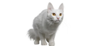 Turska angora (TUA) Turkish Angora – Ankara kedisi turska angora - turkish angora cat
