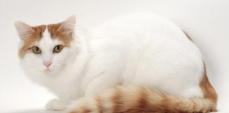 Turska Van (TUV) Turkish Van turska van mačka