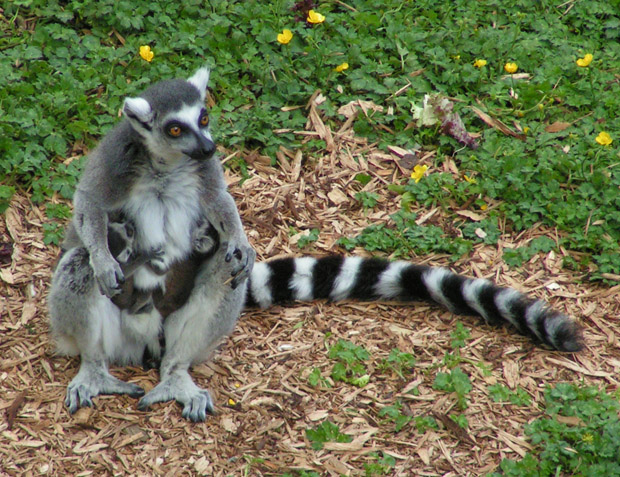 lemur