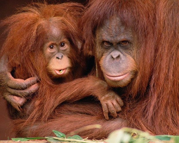 orangutan i beba