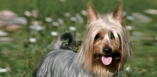 Australski svilenkasti terijer – Australian Silky Terrier Australski svilenkasti terijer - Australian Silky Terrier