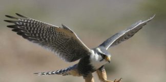 Sokolovi (Falconidae) – dnevne sokolovke (falconiformes) – 1 dio Sivi sokol - falco peregrinus