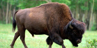 Pet fascinantnih činjenica o bizonima američki bizon - bison bison