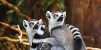 Lemur s prstenastim repom, pogled izbliza! lemuri