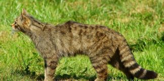 Divlja mačka – Felis silvestris – Zaštićena divlja životinja europska divlja mačka - felis silvestris