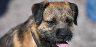 Granični terijer – Border Terrier je mala pasmina pasa s velikim srcem Granični terijer - Border Terrier