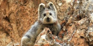 Ili pika, najslađa životinja na svijetu opet je viđena Ili pika, najslađa životinja na svijetu