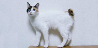 Japanski bobteil (JBT) Japanese Bobtail Japanski bobteil