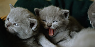 Kartuzijska mačka (CHA) Chartreux – bliskoistočna ljepotica u Europi Kartuzijska mačka (CHA) Chartreux