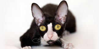 Korniš rex (CRX) Cornish Rex je veoma dojmljiva mačka korniš rex mačka
