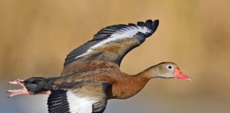 Patke – Anatidae simpatične domaće životinje patka anatidae