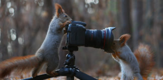 Vjeverice, prekrasni mali razigrani vragolani vjeverice