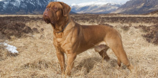 Bordoška doga – Dogue de Bordeaux bordoška doga