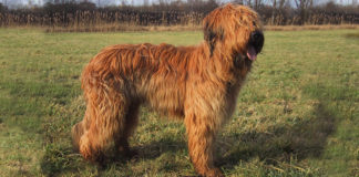 Briard – Briješki ovčar – Berger de Brie Briard - Briješki ovčar