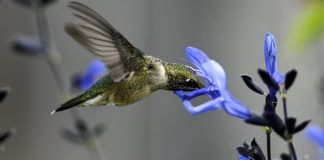 Kako kolibrići lete po jakom vjetru i kiši? kolibri