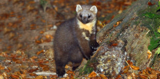 Kuna zlatica vrijednija od svakog novca Kuna zlatica - Martes martes