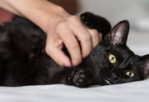 Bila sam jako mala, bolesna i divlja Mačka Mia - udomljavanje mačaka