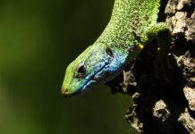 Zelembać je naš prekrasni mali reptil zelembać