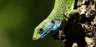 Zelembać je naš prekrasni mali reptil zelembać