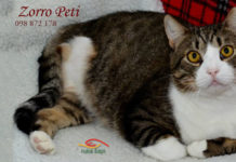 Zorro Peti, mačak s velikim srcem Zorro Peti mačak za udomljavanje