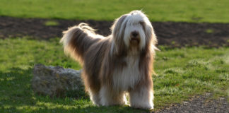 Bradati škotski ovčar, Bearded Collie, Colley barbu bradati škotski ovčar