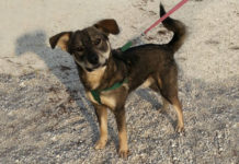 Mali je pas koji je bio poprilično nesiguran kada smo ga preuzeli Mali - pas za udomljavanje