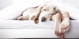 Kako se spava u životinjskom svijetu? pas i čovjek spavaju zajedno