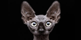 Sfinks bezdlaka mačka iz doba Asteka sfinks mačka