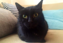 Mačka Crnčica traži dom Udomljavanje mačaka