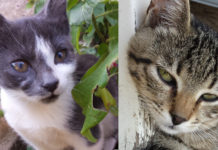 Gigi & Luigi u avanturi što naziva se život! mačke za udomljavanje