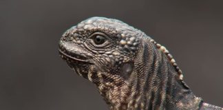 Iguanin bijeg od zmija Morska iguana