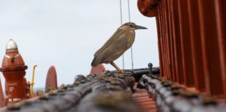 Kako ptice svijetom putuju… migracija ptica
