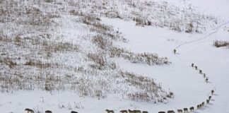 Facebook zabluda o hijerarhiji kod vukova čopor vukova