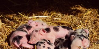 Prijatelji životinja pozivaju na obilježavanje Međunarodnog dana prava životinja praščići